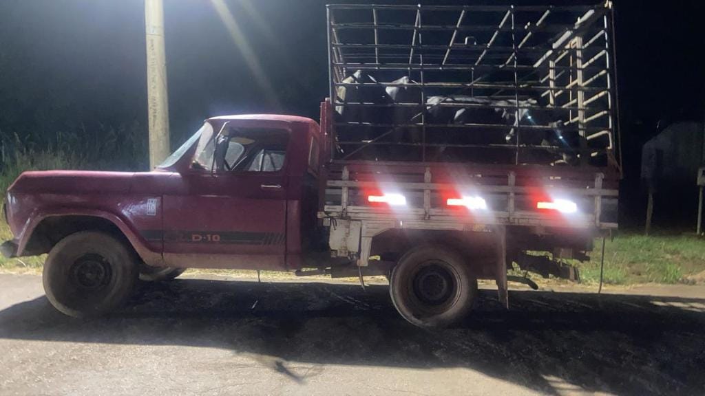 Polícia Militar prende homem e recupera gado furtado em Dom Aquino-MT