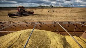 Polícia Civil de Mato Grosso investiga desvio de 5,7 mil toneladas de soja e indicia dois por estelionato