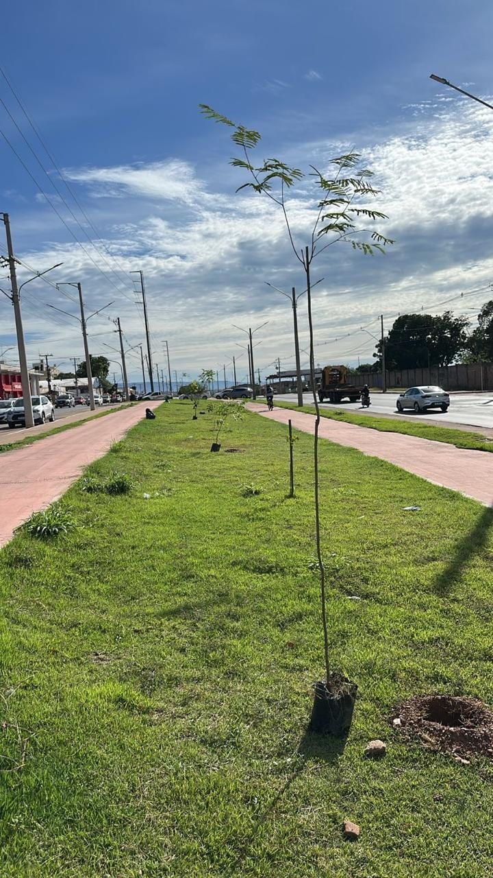 Prefeitura de Cuiabá-MT planta mais de 1,1 mil mudas em vias e praças da capital durante o mês de janeiro