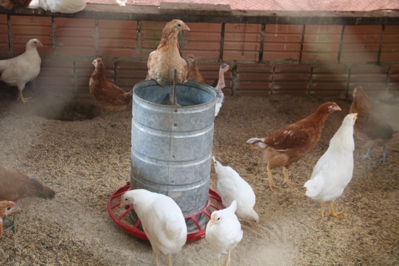 Prefeitura de Sinop-MT desenvolve projeto de microcrédito que fortalece a agricultura familiar e gera renda no campo