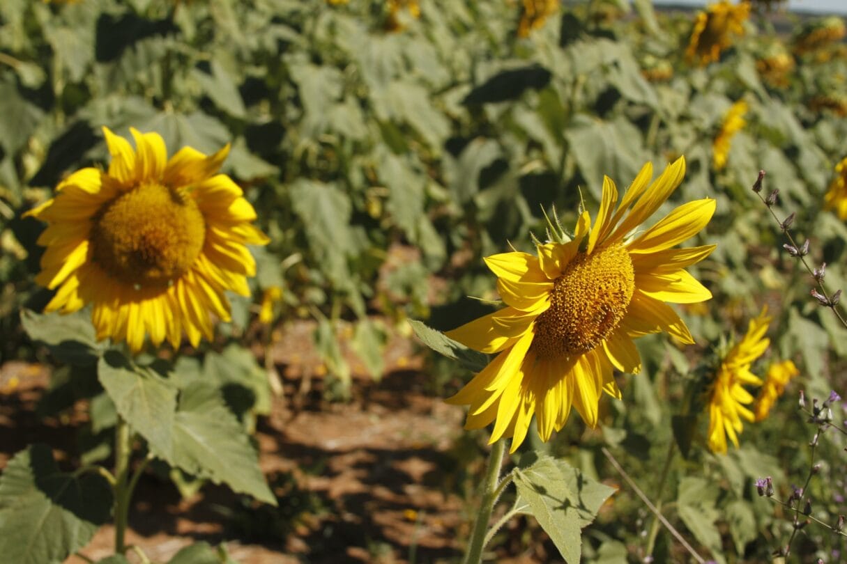 Produção agropecuária goiana de 2025 consolida estado como liderança nacional