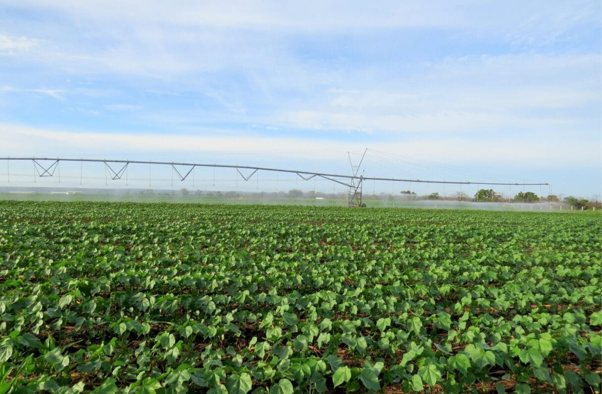 Calendário de semeadura do algodão em Goiás começa nesta quarta 21/01