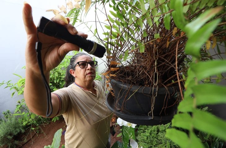 Boletim Epidemiológico: Mato Grosso do Sul registra 8.461 casos confirmados de dengue