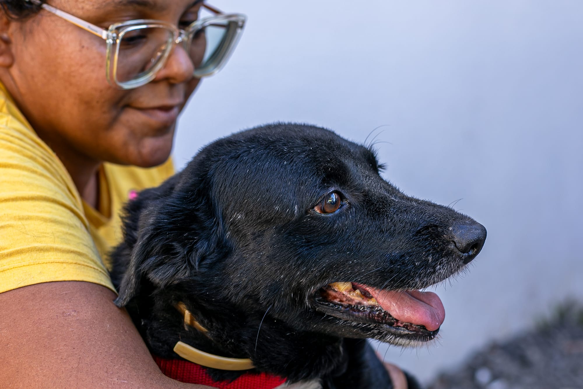 Prefeitura de Cuiabá-MT prepara projeto para acolhimento de animais do canil municipal