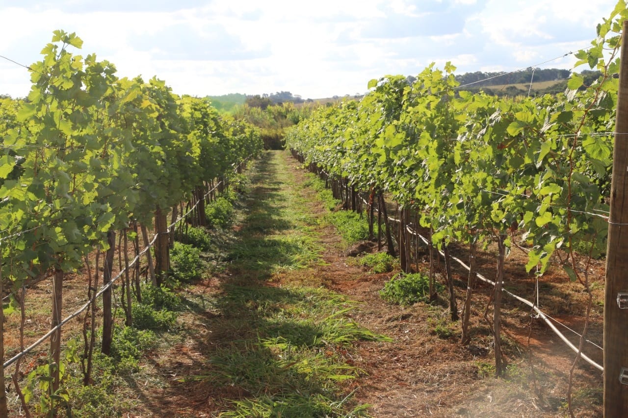 Carnaval com sossego? Aproveite as dicas turísticas pelo DF