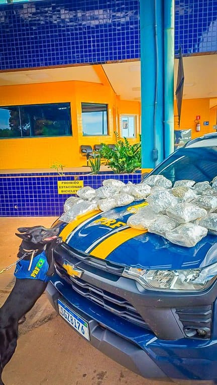 PRF apreende skunk em ônibus na BR-364 em Cuiabá (MT)