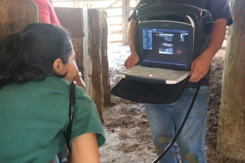 Prefeitura de Sinop-MT oferta serviços veterinários gratuitos para fortalecer a produção rural