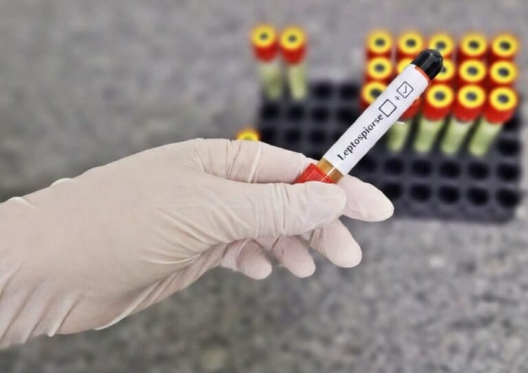 HDT alerta para cuidados essenciais contra a leptospirose no período chuvoso