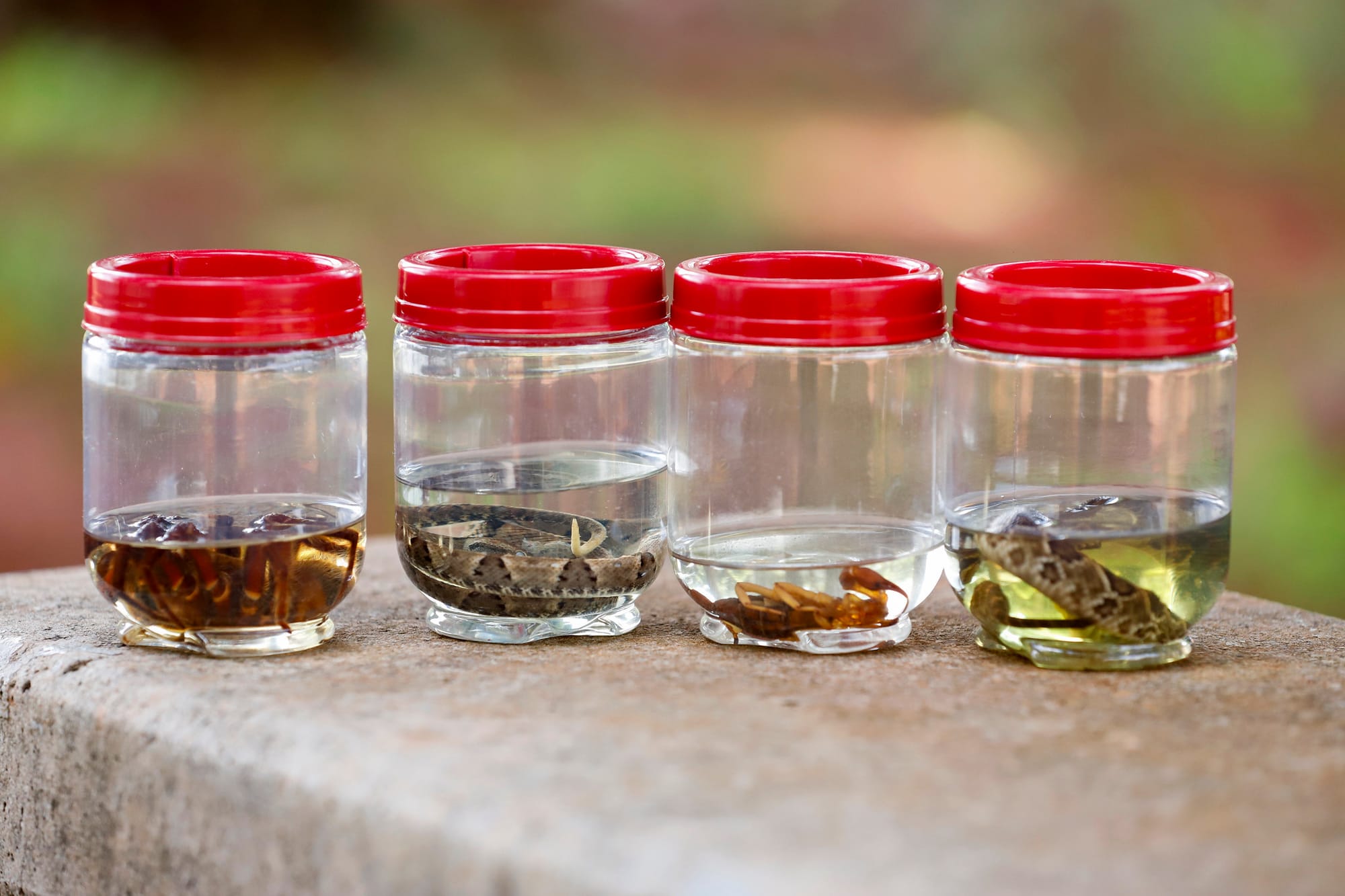 DF registra mais de 5,5 mil acidentes com animais peçonhentos em um ano