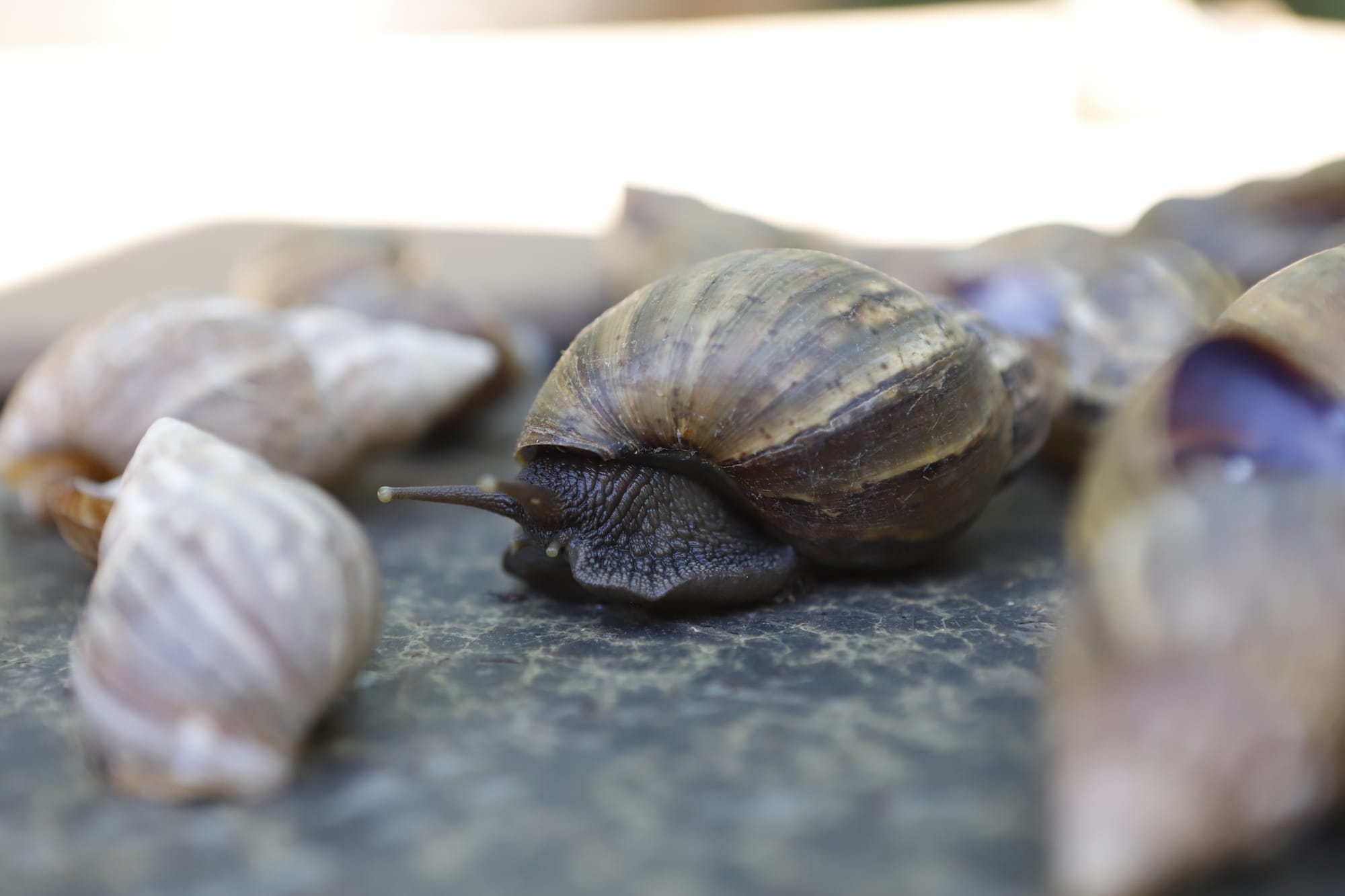 Chuvas alertam para presença de caramujo africano no DF