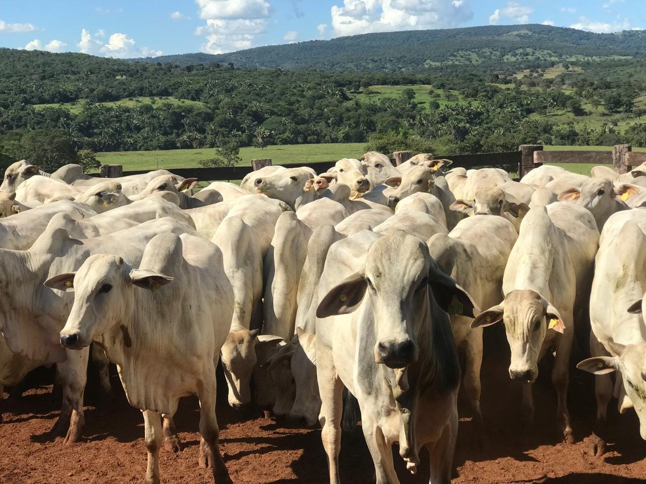 Governo de Goiás beneficia mais de 10 mil produtores rurais com perdão de multas