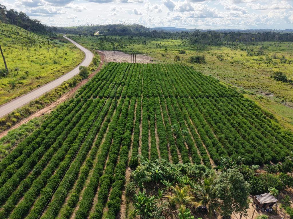 Rota do Café chega a Cotriguaçu e Juína-MT com informações sobre o plantio para o crescimento da produção