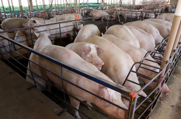 MS consolida avanço da suinocultura com crescimento de 50% e mais de R$ 300 milhões em incentivos