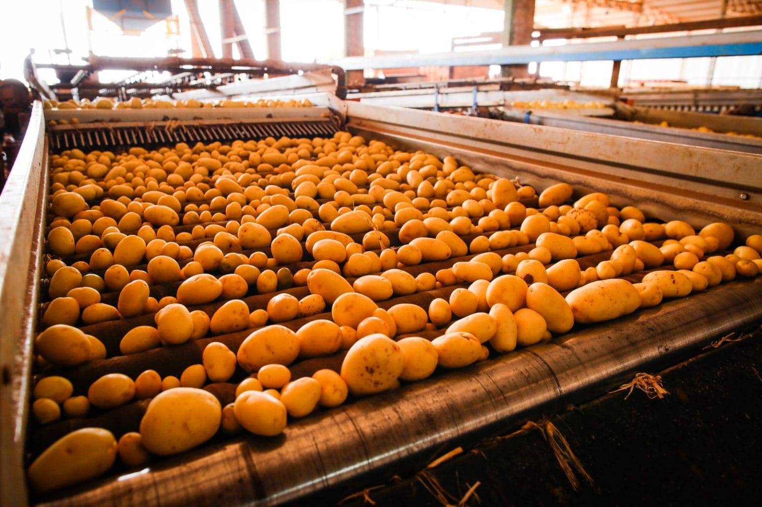 Goiás consolida crescimento na produção de batata-inglesa