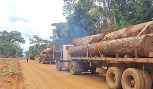 Polícia Militar apreende mais de 100m³ de madeira ilegal em Feliz Natal-MT