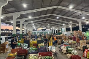 Do campo ao mercado: como o agricultor pode vender na Ceasa de Mato Grosso do Sul