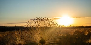 PSA manteve quase 16 mil hectares de Cerrado em pé no primeiro ano