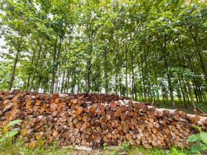 Plano Florestal fortalece a silvicultura em Goiás