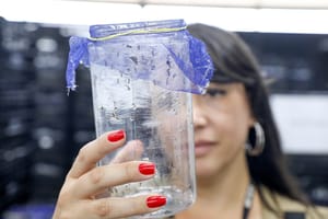 Com drones e mosquitos wolbitos, GDF alia tecnologia e controle biológico no combate à dengue