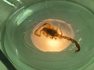 Mato Grosso registra 3.860 acidentes com animais peçonhentos; SES alerta população