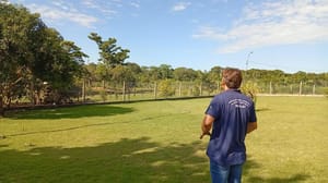 Mapa confirma caso de gripe aviária em Acorizal-MT; equipes do Indea atuam para conter foco