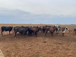 Melhoramento genético moderniza rebanhos leiteiros e aumenta produtividade da agricultura familiar em Mato Grosso