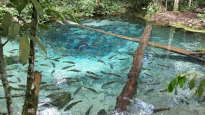 Principais passeios turísticos de Mato Grosso em 2026: natureza, fauna e aventura no coração do brasil