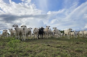 Recuperação de pastagens em MS avança com políticas públicas estruturantes, crédito e tecnologias