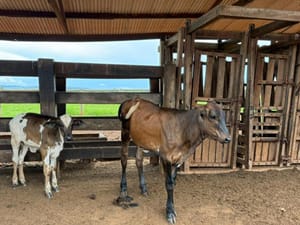 Seaf MT leva tecnologia genética ao agricultor familiar e muda a realidade no campo
