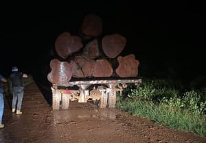 Polícia Civil e Sema MT flagram transporte e venda ilegal de madeira em Novo Mundo