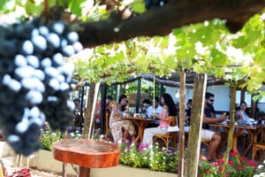 Rota das Uvas transforma Brasília em destino de enoturismo e vira alternativa à folia durante o Carnaval