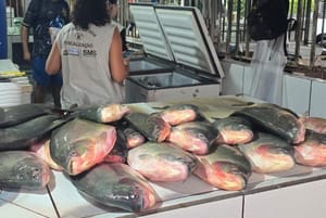 Operação conjunta apreende aproximadamente meia tonelada de pescado irregular em feira da Capital