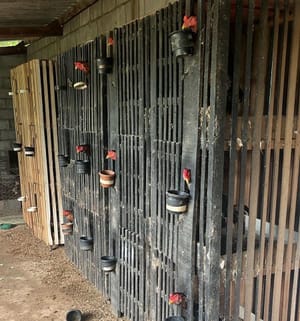 Polícia Civil e Sema desarticulam rinha de galos na região do Engordador, em Várzea Grande-MT