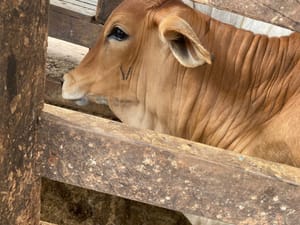 Goiás amplia cobertura vacinal contra brucelose bovina