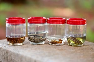 DF registra mais de 5,5 mil acidentes com animais peçonhentos em um ano