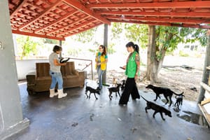Bem-Estar Animal de Cuiabá-MT realizou 781 atendimentos no primeiro bimestre de 2026