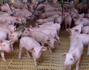 Agrodefesa de Goiás assume certificação de granjas de reprodutores suínos