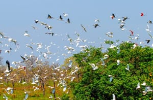 Evento internacional: Governo de MS mobiliza secretarias e vai contribuir com uma série de ações na COP15