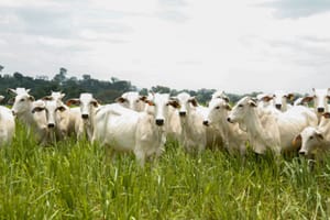 Caravana do Agro Exportador debate oportunidades para pecuária goiana