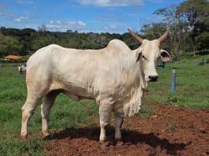 Goiás deve movimentar R$ 23,7 bilhões com bovinocultura em 2026