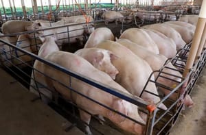 MS consolida avanço da suinocultura com crescimento de 50% e mais de R$ 300 milhões em incentivos