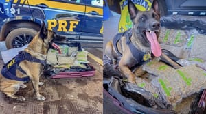 PRF apreende 11 kg de skunk em ônibus interestadual na BR-364 em Rondonópolis